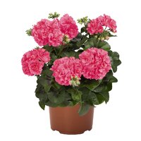 Ампельная плющелистная пеларгония (герань) Great Balls of Fire Pink